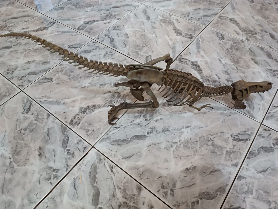 Скелет тиранозавр Рекс. T-Rex