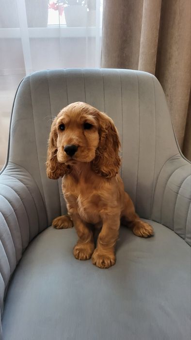 цуценята Кокер-спанієль! грайливі і люблючі)