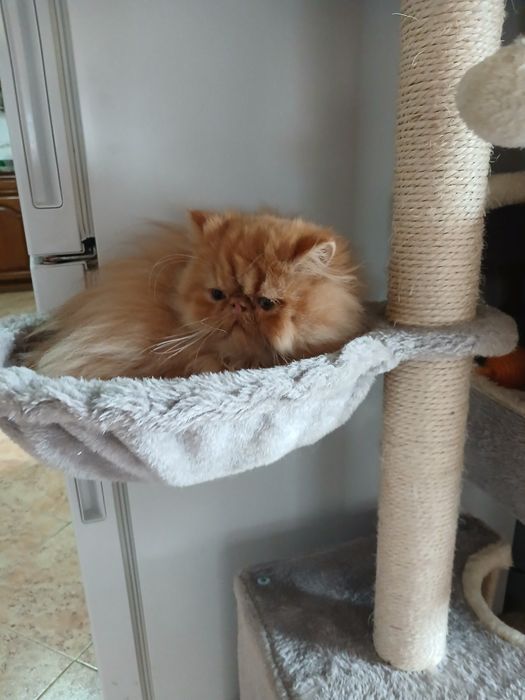 Gatinho Persa Laranja Vacinas e Chip