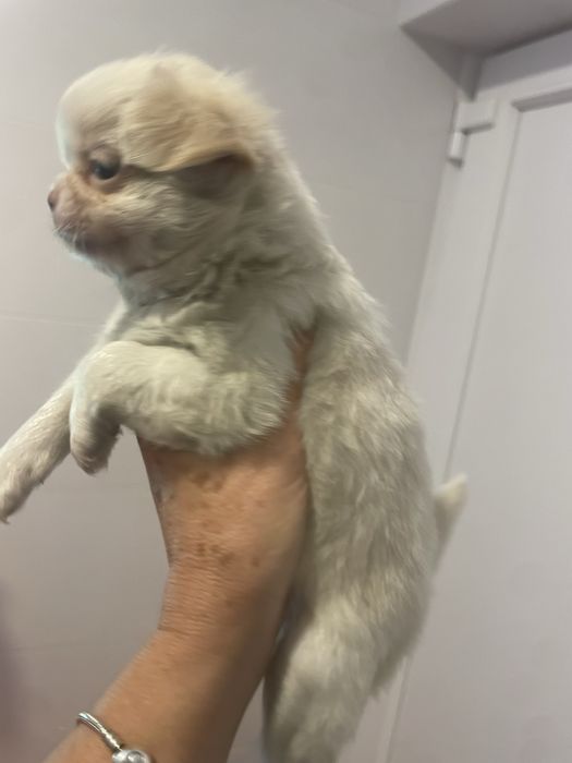 Chihuahua macho top excelente chocolate branco pelagem cumprida