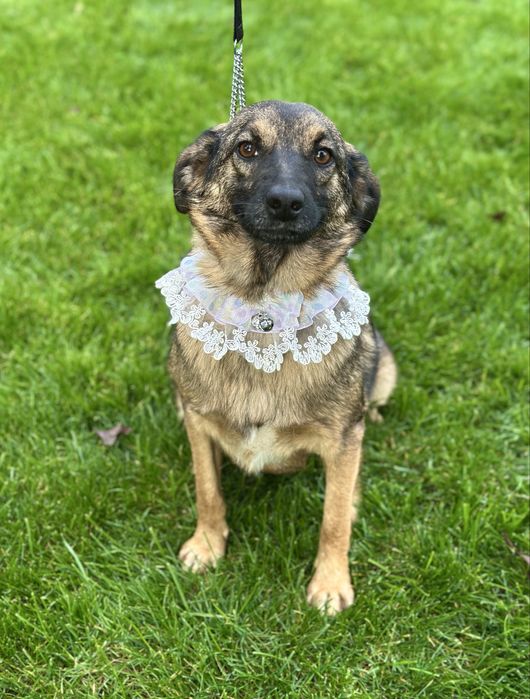 Собачка дівчинка в добрі руки (стерильна)