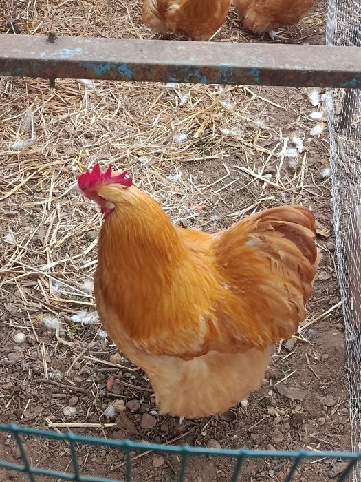 Ovos  de orpington