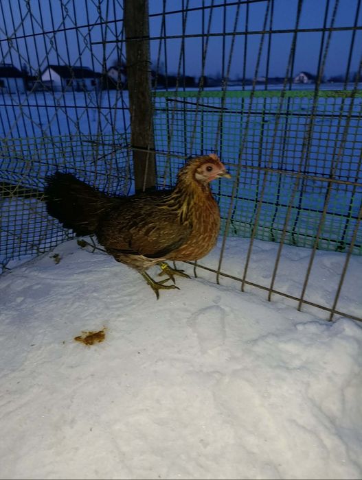 Kurka Karzełka Polskiego