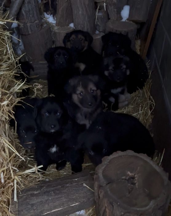 Щенки метисы овчарки БЕСПЛАТНО