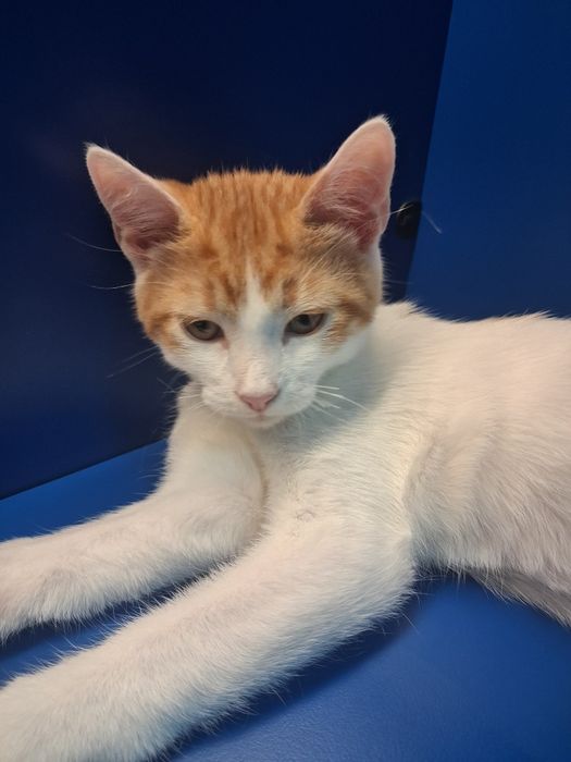 Отдам 3х месячного котенка