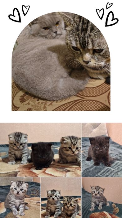 В'язка кота шотландець