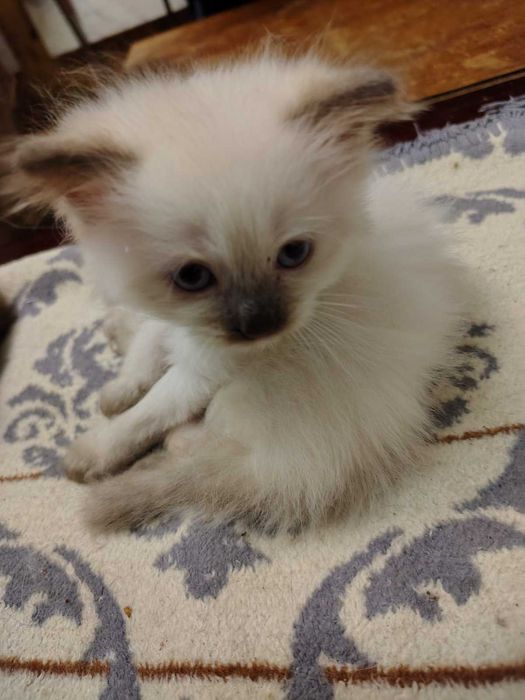 Невский маскарадный котёнок