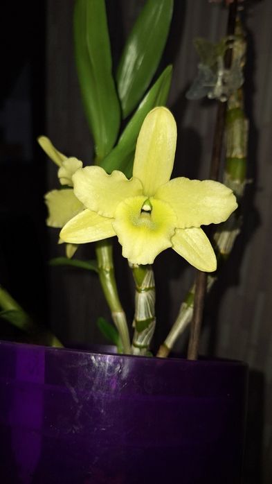 Дендробіум Green Surprise "Windy"