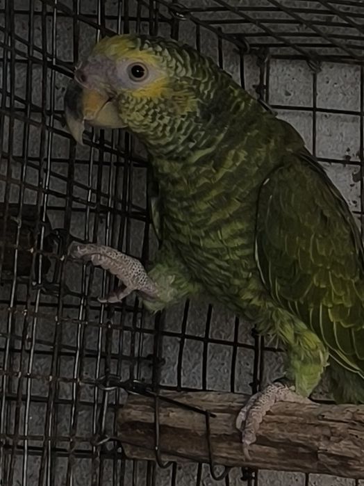 Amazona Xanthops