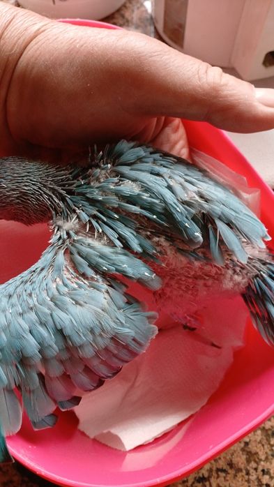 Ringneck  para a cabar de criar a mão