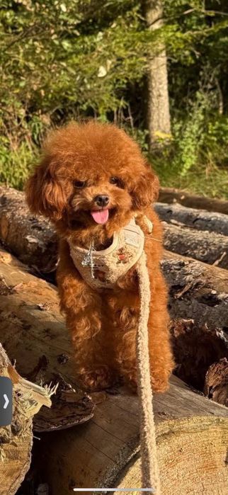 Pudel TOY Reproduktor krycie pudel malutki teacup