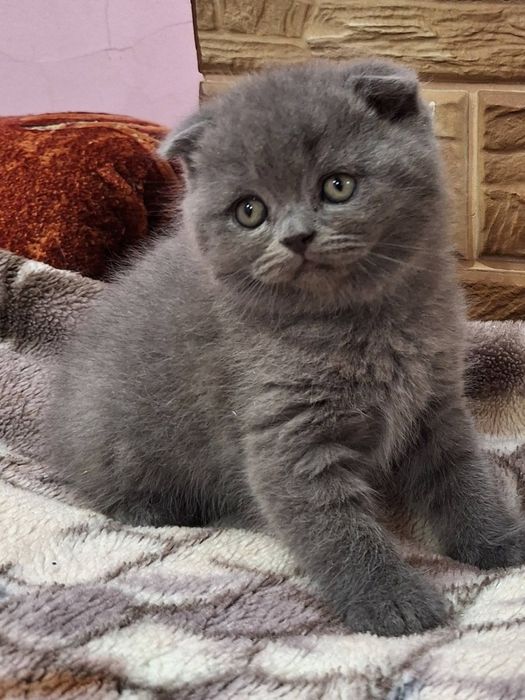 Шотландский вислоухий котёнок мальчик