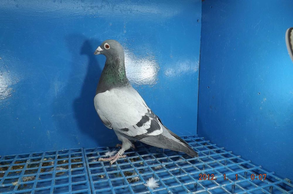 Gołąbek Rozpłodowy Samiczka wnuk Olimpijki