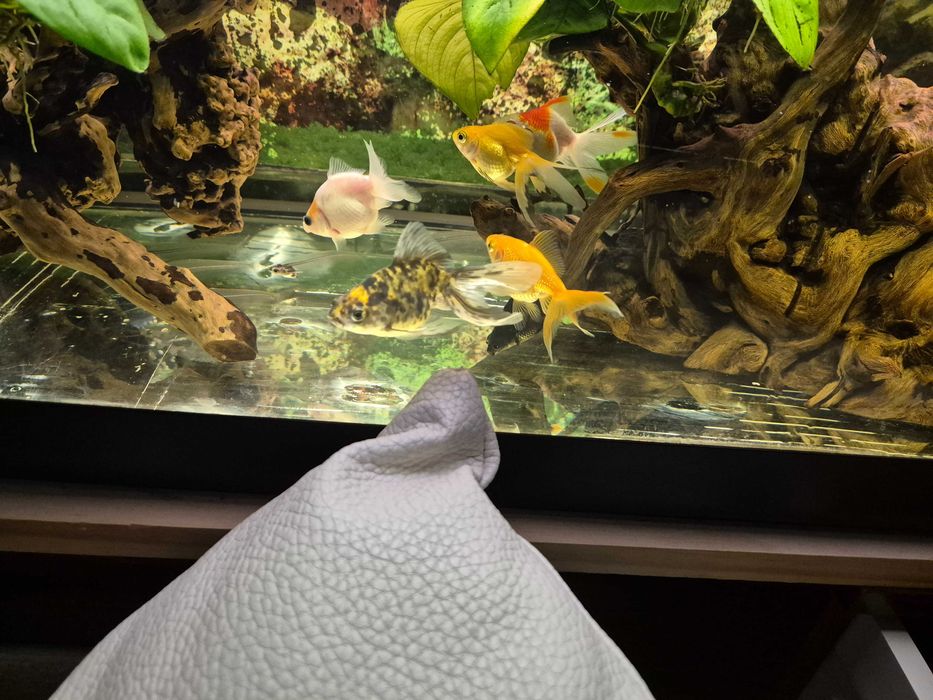 Peixe aqua fria (le o anúncio)