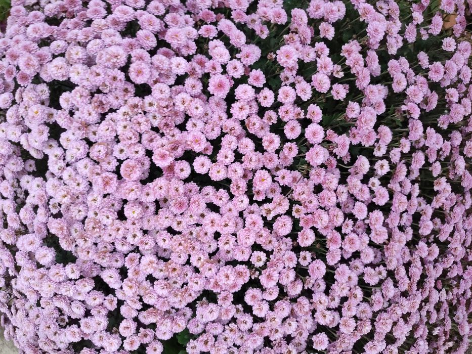 Хризантема в асортименті морозостійка