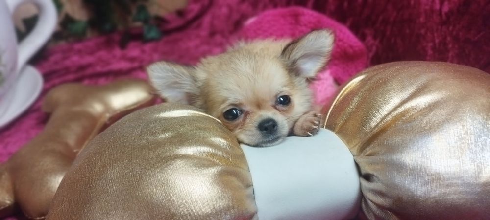 Super mini sunia xxs chihuahua