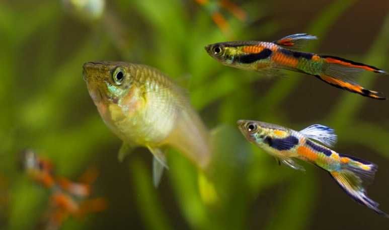 Gupiki Endlera Rybki