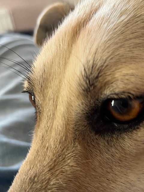 Luna- 1,5 roku- mini sarenka szuka domu