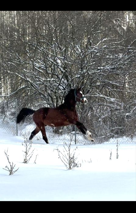 Koń po ogierze Faktor
