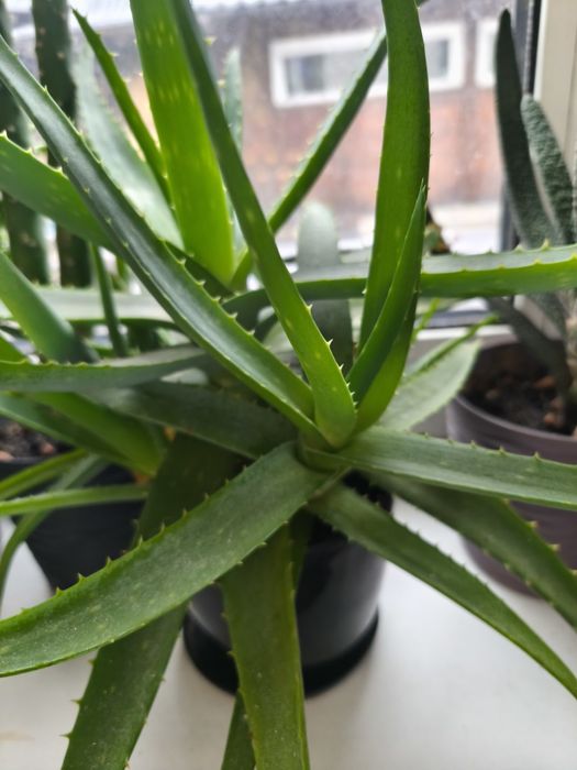 Алоє лікувальне дорослі і молоді