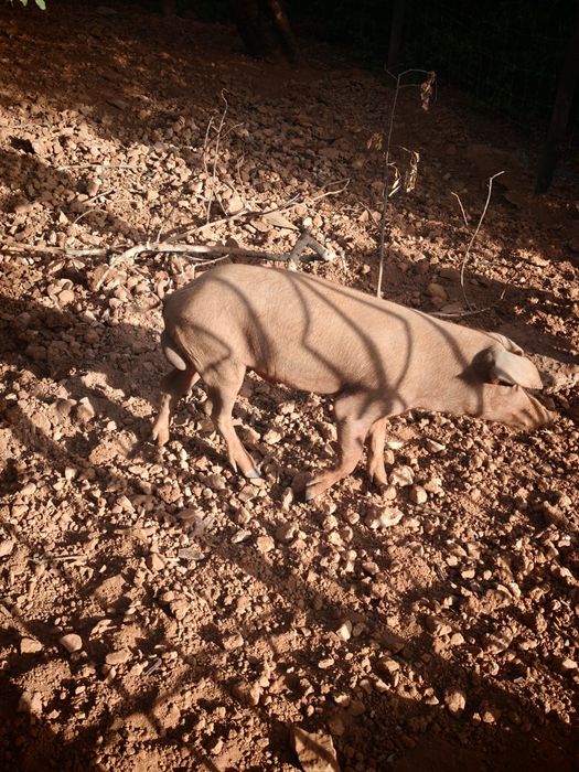 Troco por cabras anã