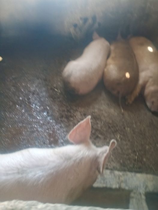 Свині  живой вагой