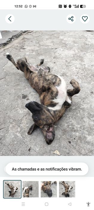 Kiara traçada labrador para adoção responsável