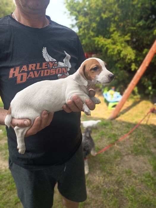 Jack Russell terrier