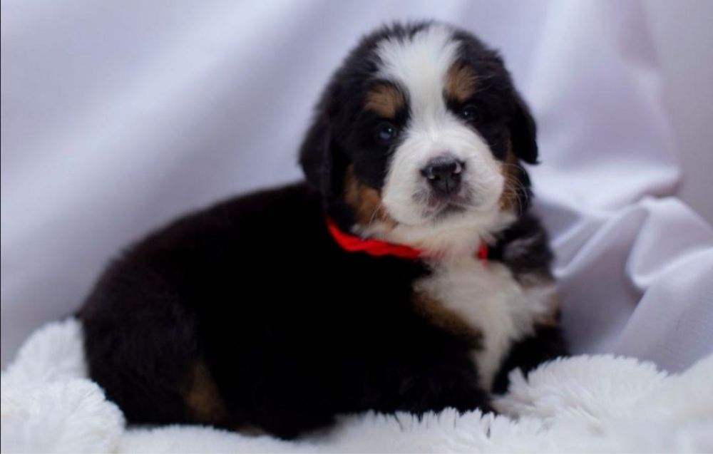 Berneński pies pasterski