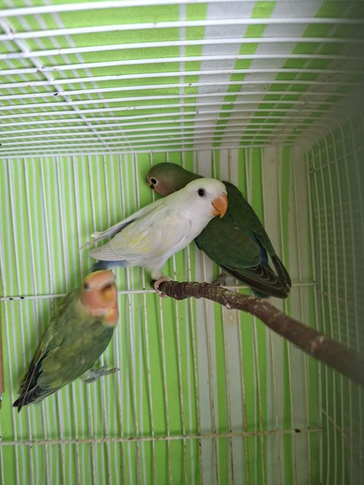 Agaponis com dois meses