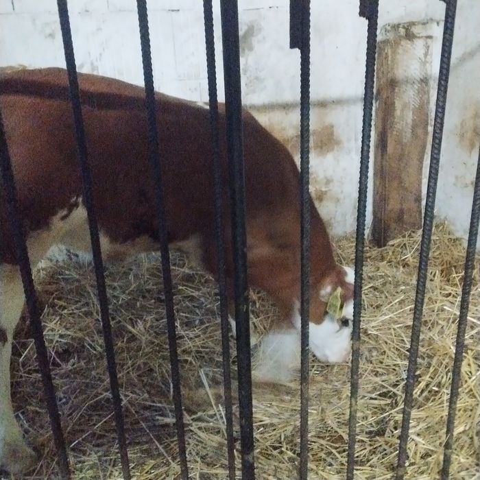 Sprzedam cielysie