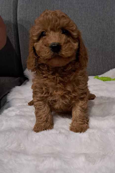 Cavapoo suczka f1 b