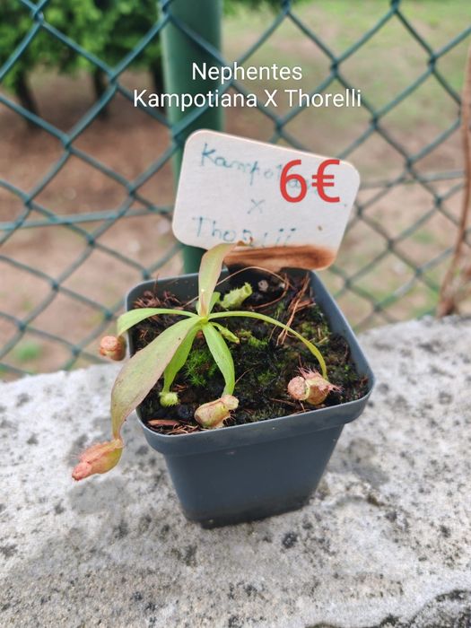 Plantas Carnívoras