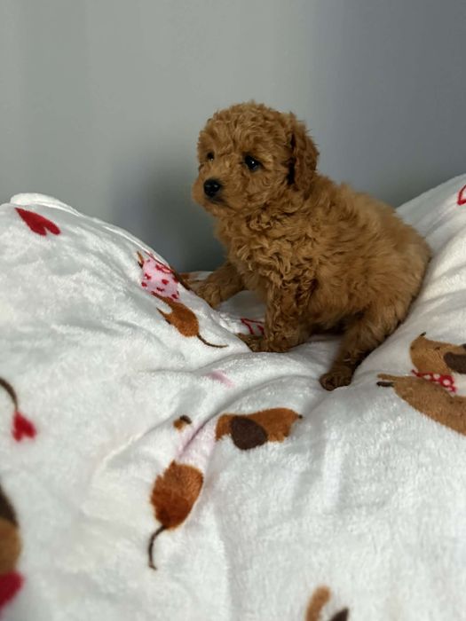 Maltipoo samiec piękny