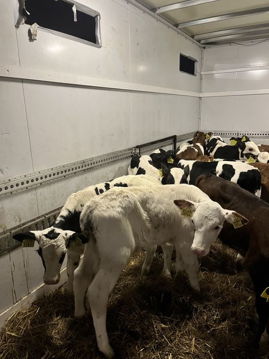 Sprzedam cielaki cielęta