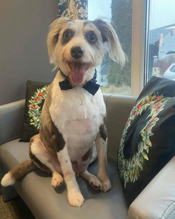 Felek i Coko szukają domku