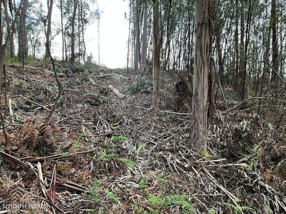 Terreno  para venda