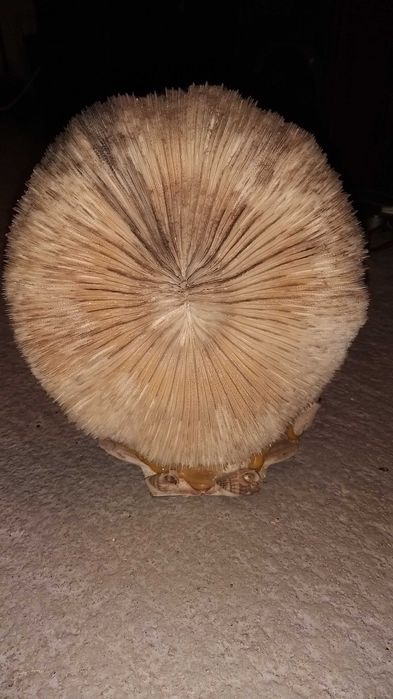 concha com nossa senhora