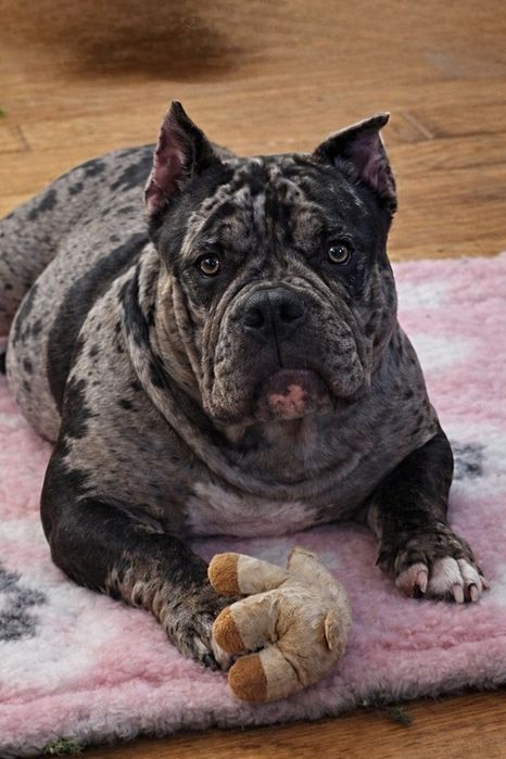 American bully pocket 12 miesięczny