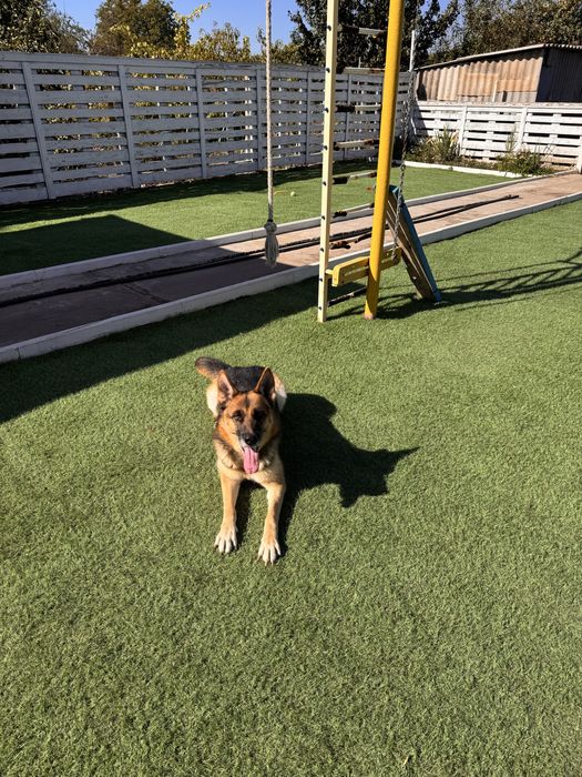 Отдам собаку в хорошие руки