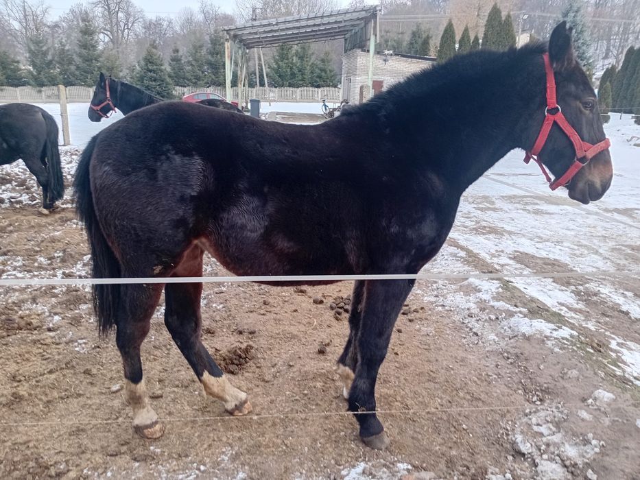 Klaczka z marca 2024 roku.