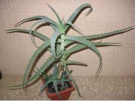 Клеродендрум Филиппинский, Томсона, Алоэ столетник и Вера