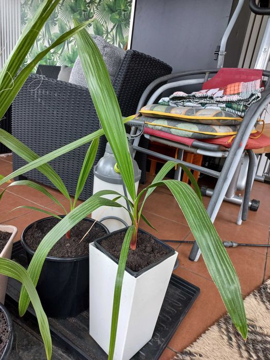 Palma Washingtonia Robusta 50 cm