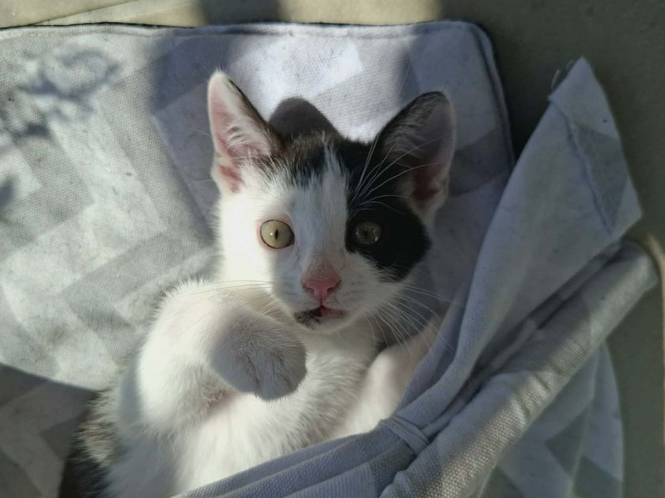 Cudne kociaki, kotki do adopcji,  kot, kotek