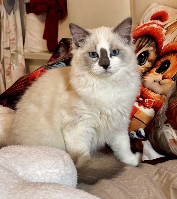 Kocurek Ragdoll - Rufus