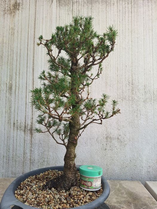 Bonsai picea glauca conica