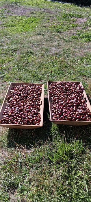 Castanhas grandes