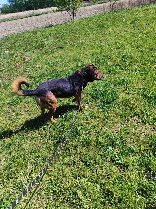 Ksawery - piękny postawny psiak szuka domu