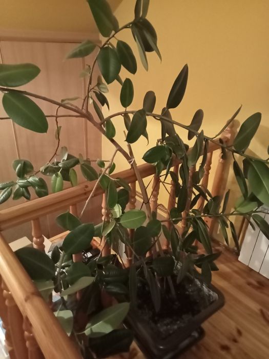 Kwiat fikus bardzo duży.