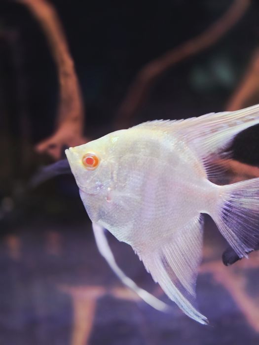 Skalar marble albino